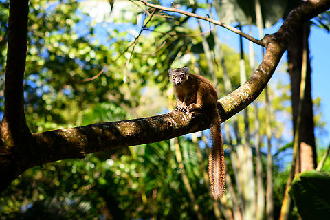 Hybrid crowned x ? lemur - goodbye, Palmarium, Madagascar Last shot from Palmarium. Africa,Geotagged,Madagascar,Madagascar 2019,Palmarium reserve,Winter,World