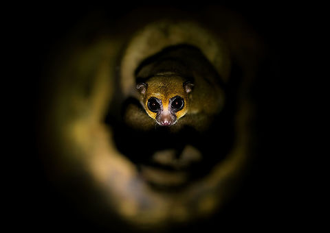 Greater dwarf lemur, Ivoloina park, Madagascar Opening the last location of our 2019 trip: Ivoloina park, where we spent one night and one morning only. We arrived late and went for a quick stroll to the nocturnal animals in captivity. Ivoloina has a program to ultimately reintroduce these animals in the wild. This Greater dwarf lemur was sleeping inside a hollow trunk, which is something they also do in the wild.

In the wild, this animal has a fair amount of natural predators:
https://www.jungledragon.com/image/37257/adult_ring-tailed_mongoose_feeding_-_full_body_shot_amber_mountain_madagascar.html
https://www.jungledragon.com/image/83035/fossa_portrait_-_3_kirindy_reserve_madagascar.html
https://www.jungledragon.com/image/18559/up_close_and_personal.html
https://www.jungledragon.com/image/9624/madagascar_buzzard_in_ranomafana.html
Madagascar does not have a lot of big predators yet it seems most are interested. Africa,Cheirogaleus major,Greater dwarf lemur,Ivoloina park,Madagascar,Madagascar 2019,World