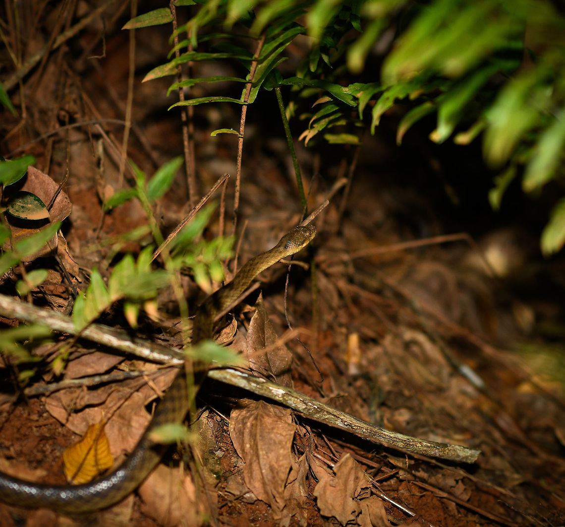 Malagasy Cat-eyed Snake, Ivoloina park, Madagascar Found in Ivoloina park, yet not in captivity. It was probably positioned near the path and we disturbed it.  Africa,Ivoloina park,Madagascar,Madagascar 2019,Madagascarophis colubrinus,Malagasy Cat-eyed Snake,World