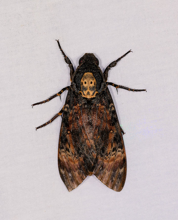 Acherontia atropos, Ivoloina park, Madagascar Opening the last mothing session of our 2019 trip. It was a very difficult session due to rain and strong wind. <br />
This is one of 3 species known as the Death's-head Hawk moth.<br />
<br />
This particular species occurs across most of Africa all-year, during summer it can be found in most parts of Europe.<br />
<br />
For young people, Death's-head Hawk moths got mainstream attention in the 90s due to this movie:<br />
<a href="https://www.quartetrecords.com/wp-content/uploads/2019/03/312-SILENCE-OF-THE-LAMBS.jpg" rel="nofollow">https://www.quartetrecords.com/wp-content/uploads/2019/03/312-SILENCE-OF-THE-LAMBS.jpg</a> Acherontia atropos,Africa,Geotagged,Ivoloina park,LepiLED,Madagascar,Madagascar 2019,Winter,World