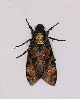 Acherontia atropos, Ivoloina park, Madagascar Opening the last mothing session of our 2019 trip. It was a very difficult session due to rain and strong wind. 
This is one of 3 species known as the Death's-head Hawk moth.

This particular species occurs across most of Africa all-year, during summer it can be found in most parts of Europe.

For young people, Death's-head Hawk moths got mainstream attention in the 90s due to this movie:
https://www.quartetrecords.com/wp-content/uploads/2019/03/312-SILENCE-OF-THE-LAMBS.jpg Acherontia atropos,Africa,Geotagged,Ivoloina park,LepiLED,Madagascar,Madagascar 2019,Winter,World