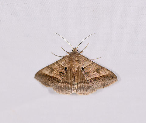 Pale brown lines (Mocis conveniens), Ivoloina park, Madagascar ID reference:
https://www.africanmoths.com/pages/EREBIDAE/EREBINAE/mocis conveniens.htm
https://www.jungledragon.com/image/89490/pale_brown_lines_mocis_conveniens_ivoloina_park_-_closed_wings_madagascar.html Africa,Geotagged,Ivoloina park,LepiLED,Madagascar,Madagascar 2019,Mocis conveniens,Winter,World