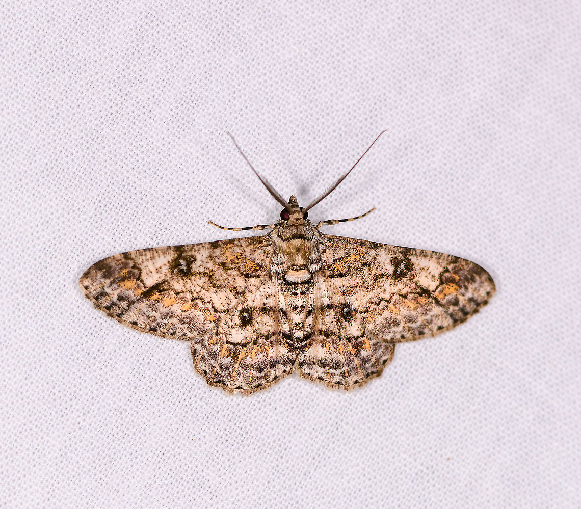 Cleora sp., Ivoloina park, Madagascar  Africa,Cleora,Cleora munditibia,Geotagged,Ivoloina park,LepiLED,Madagascar,Madagascar 2019,Winter,World