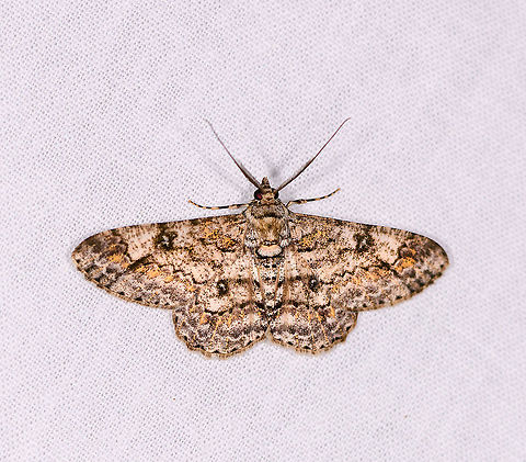 Cleora sp., Ivoloina park, Madagascar  Africa,Cleora,Cleora munditibia,Geotagged,Ivoloina park,LepiLED,Madagascar,Madagascar 2019,Winter,World