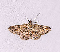 Cleora sp., Ivoloina park, Madagascar Africa,Cleora,Cleora munditibia,Geotagged,Ivoloina park,LepiLED,Madagascar,Madagascar 2019,Winter,World