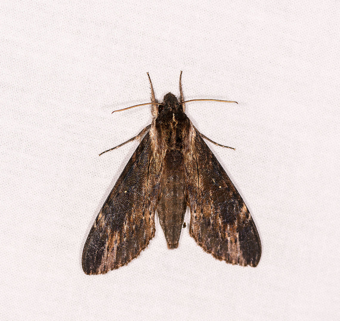 Sphingidae, Ivoloina park, Madagascar A very dull looking Sphinx/Hawk moth. <br />
<br />
It has a strong resemblance with some species in the the Erinnyis genus (such as Erinnyis oenotrus), yet those are  American species. Africa,Geotagged,Ivoloina park,LepiLED,Lomocyma,Lomocyma oegrapha,Madagascar,Madagascar 2019,Winter,World