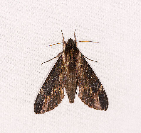 Sphingidae, Ivoloina park, Madagascar A very dull looking Sphinx/Hawk moth. 

It has a strong resemblance with some species in the the Erinnyis genus (such as Erinnyis oenotrus), yet those are  American species. Africa,Geotagged,Ivoloina park,LepiLED,Lomocyma,Lomocyma oegrapha,Madagascar,Madagascar 2019,Winter,World