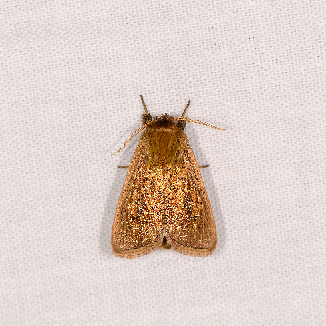 Leucania sp., Ivoloina park, Madagascar Similar observation from Andasibe:<br />
<figure class="photo"><a href="https://www.jungledragon.com/image/86294/leucania_sp._andasibe_madagascar.html" title="Leucania sp., Andasibe, Madagascar"><img src="https://s3.amazonaws.com/media.jungledragon.com/images/2/86294_thumb.jpg?AWSAccessKeyId=05GMT0V3GWVNE7GGM1R2&Expires=1769040010&Signature=H2cZPReiYmDhZ6QO%2B%2Blhxi3zy2M%3D" width="122" height="152" alt="Leucania sp., Andasibe, Madagascar Leucania sp. seems to have several look-a-likes, I&#039;m not confident in assigning a specific species within the genus. Africa,Andasibe,Geotagged,LepiLED,Madagascar,Madagascar 2019,Winter,World" /></a></figure> Africa,Geotagged,Ivoloina park,LepiLED,Madagascar,Madagascar 2019,Winter,World