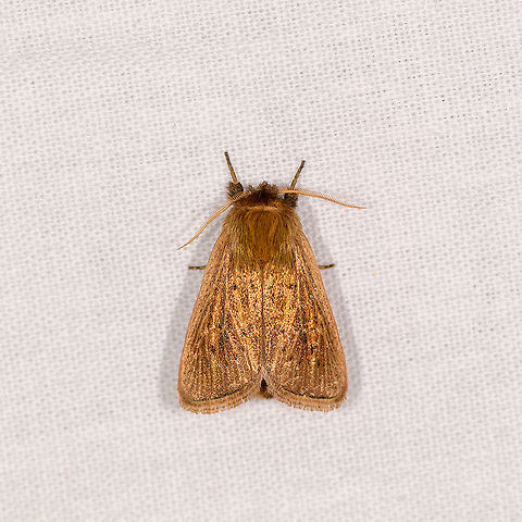 Leucania sp., Ivoloina park, Madagascar Similar observation from Andasibe:
https://www.jungledragon.com/image/86294/leucania_sp._andasibe_madagascar.html Africa,Geotagged,Ivoloina park,LepiLED,Madagascar,Madagascar 2019,Winter,World