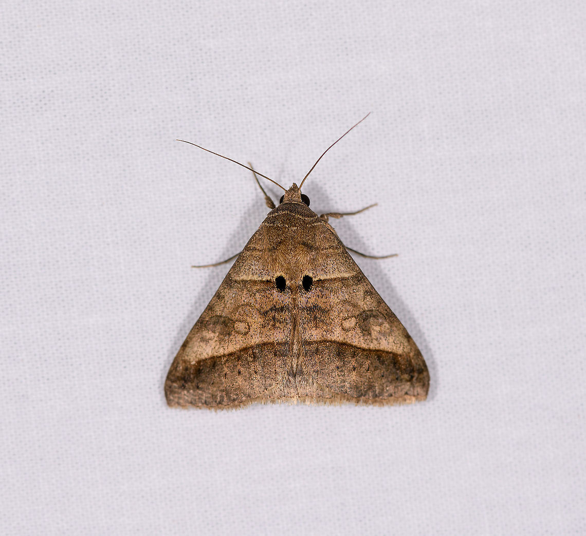 Pale brown lines (Mocis conveniens), Ivoloina park - closed wings, Madagascar ID reference:<br />
<a href="https://www.africanmoths.com/pages/EREBIDAE/EREBINAE/mocis" rel="nofollow">https://www.africanmoths.com/pages/EREBIDAE/EREBINAE/mocis</a> conveniens.htm<br />
<figure class="photo"><a href="https://www.jungledragon.com/image/89486/pale_brown_lines_mocis_conveniens_ivoloina_park_madagascar.html" title="Pale brown lines (Mocis conveniens), Ivoloina park, Madagascar"><img src="https://s3.amazonaws.com/media.jungledragon.com/images/2/89486_thumb.jpg?AWSAccessKeyId=05GMT0V3GWVNE7GGM1R2&Expires=1759968010&Signature=6igf%2BO%2FtpM3rgv%2FHJzshu8D2w1o%3D" width="200" height="168" alt="Pale brown lines (Mocis conveniens), Ivoloina park, Madagascar ID reference:<br />
https://www.africanmoths.com/pages/EREBIDAE/EREBINAE/mocis conveniens.htm<br />
https://www.jungledragon.com/image/89490/pale_brown_lines_mocis_conveniens_ivoloina_park_-_closed_wings_madagascar.html Africa,Geotagged,Ivoloina park,LepiLED,Madagascar,Madagascar 2019,Mocis conveniens,Winter,World" /></a></figure> Africa,Geotagged,Ivoloina park,LepiLED,Madagascar,Madagascar 2019,Mocis conveniens,Pale brown lines,Winter,World