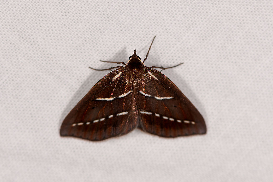 Chocolate brown moth white stripes, Ivoloina park, Madagascar A mystery so far. It reminded me of this earlier obscure find:<br />
<figure class="photo"><a href="https://www.jungledragon.com/image/84972/coelophoris_sogai_ranomafana_madagascar.html" title="Coelophoris sogai, Ranomafana, Madagascar"><img src="https://s3.amazonaws.com/media.jungledragon.com/images/2/84972_thumb.jpg?AWSAccessKeyId=05GMT0V3GWVNE7GGM1R2&Expires=1759968010&Signature=XxFpJbBnZjB5azsISFwq73O2pKU%3D" width="200" height="178" alt="Coelophoris sogai, Ranomafana, Madagascar  Africa,Coelophoris sogai,Geotagged,LepiLED,Madagascar,Madagascar 2019,Ranomafana National Park,Winter,World" /></a></figure><br />
...which is only known from a century old specimen. At a closer look, it&#039;s a different species, yet possibly in the same little known genus. <br />
<br />
Some species in Pyrausta seem to have some similarities too, but unable to find a strong match. Africa,Geotagged,Ivoloina park,LepiLED,Madagascar,Madagascar 2019,Winter,World