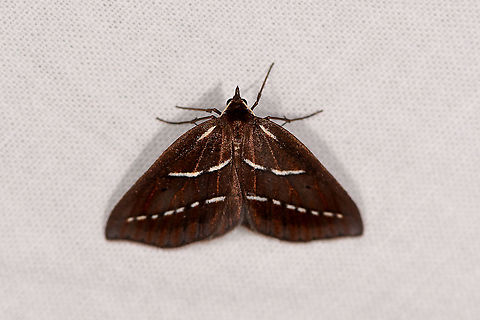 Chocolate brown moth white stripes, Ivoloina park, Madagascar A mystery so far. It reminded me of this earlier obscure find:
https://www.jungledragon.com/image/84972/chocolate_brown_moth_ranomafana_madagascar.html
...which is only known from a century old specimen. At a closer look, it's a different species, yet possibly in the same little known genus. 

Some species in Pyrausta seem to have some similarities too, but unable to find a strong match. Africa,Geotagged,Ivoloina park,LepiLED,Madagascar,Madagascar 2019,Winter,World
