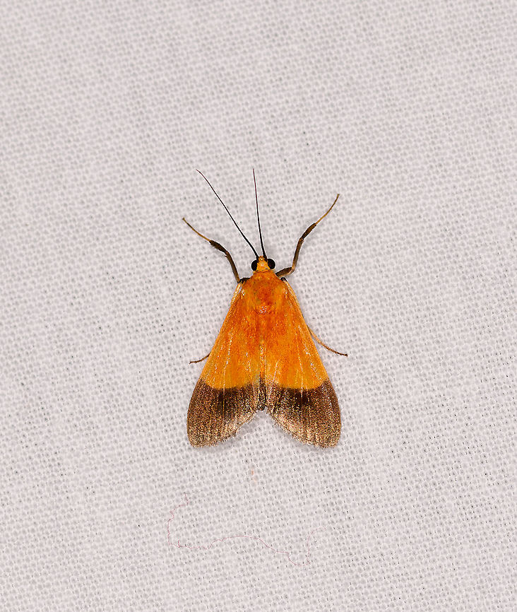 Orange brown moth, Ivoloina park, Madagascar Superficially resembles the US species Pyrausta augustalis, but not a match due to distribution. Furthermore, banding between orange and brown is smooth on this one, whilst legs do not have black and white bands.  Africa,Geotagged,Ivoloina park,LepiLED,Madagascar,Madagascar 2019,Winter,World