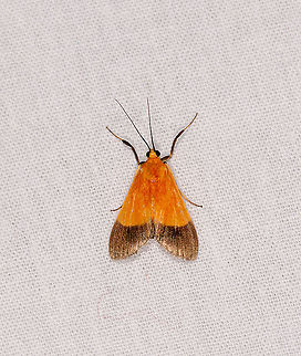 Orange brown moth, Ivoloina park, Madagascar Superficially resembles the US species Pyrausta augustalis, but not a match due to distribution. Furthermore, banding between orange and brown is smooth on this one, whilst legs do not have black and white bands.  Africa,Geotagged,Ivoloina park,LepiLED,Madagascar,Madagascar 2019,Winter,World
