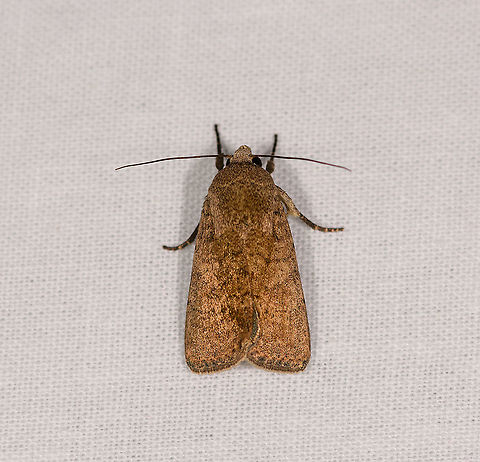 Athetis sp., Ivoloina park, Madagascar See similar observation and discussion from Andasibe:
https://www.jungledragon.com/image/86372/brown_yellow_moth_andasibe_madagascar.html Africa,Geotagged,Ivoloina park,LepiLED,Madagascar,Madagascar 2019,Winter,World