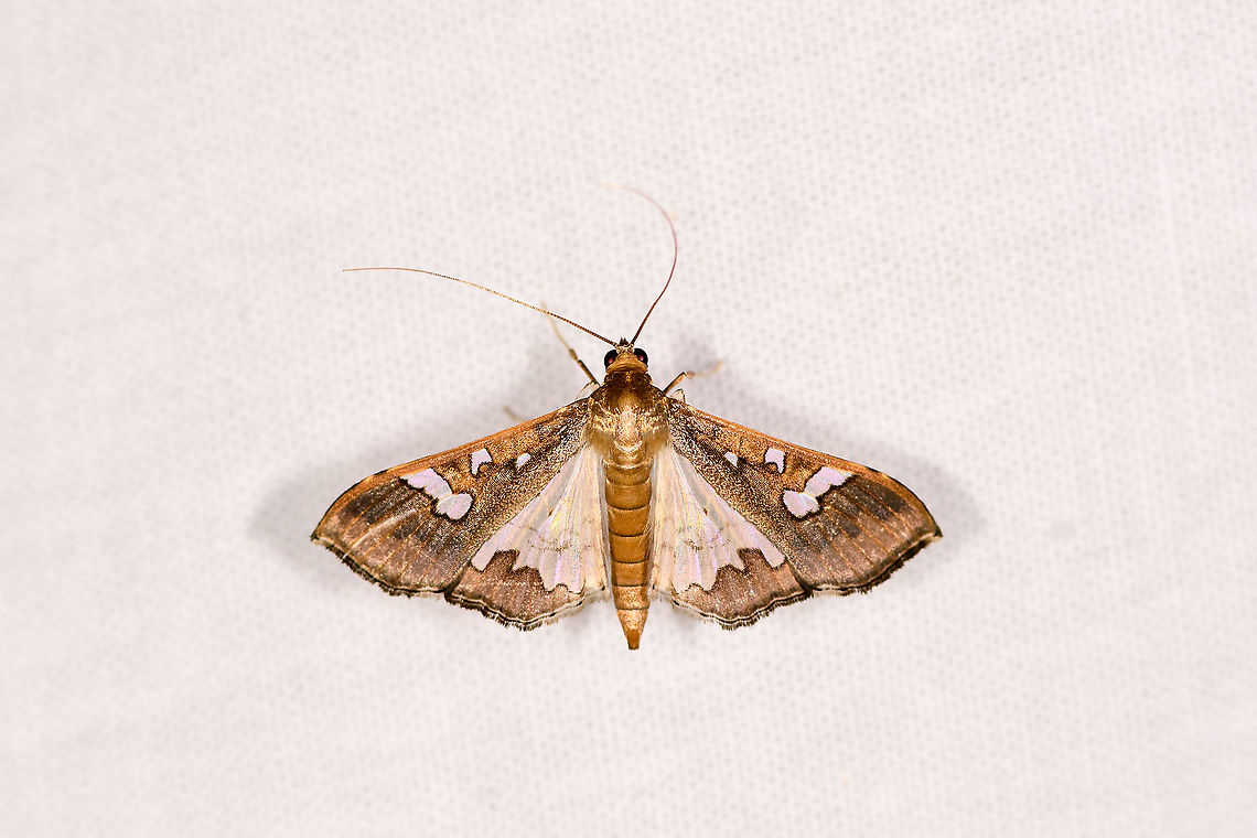 Bean pod borer, Ivoloina park, Madagascar A pretty Cambrid, but did not realize its brutal reputation as a pest. Still pretty though, check out the golden shine of the thorax. Africa,Bean pod borer,Geotagged,Ivoloina park,LepiLED,Madagascar,Madagascar 2019,Maruca vitrata,Winter,World