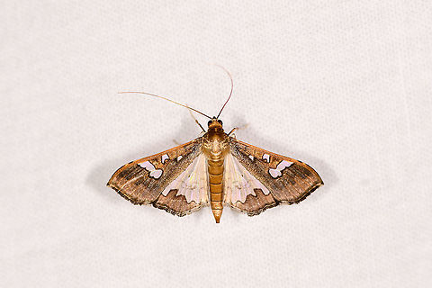 Bean pod borer, Ivoloina park, Madagascar A pretty Cambrid, but did not realize its brutal reputation as a pest. Still pretty though, check out the golden shine of the thorax. Africa,Bean pod borer,Geotagged,Ivoloina park,LepiLED,Madagascar,Madagascar 2019,Maruca vitrata,Winter,World