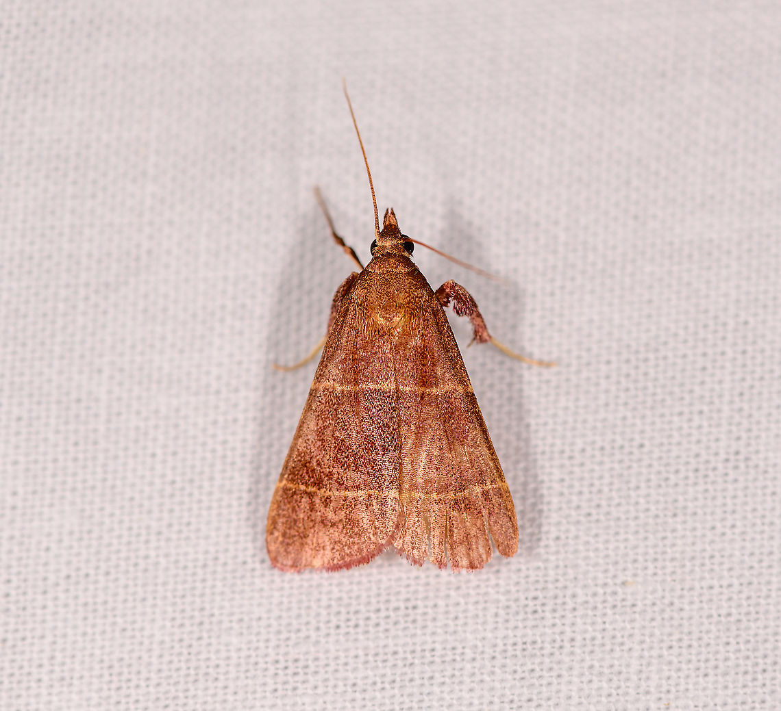 Parachma lequettealis, Ivoloina park, Madagascar Updated ID by Maik Bippus. Africa,Geotagged,Ivoloina park,Madagascar,Madagascar 2019,Parachma lequettealis,Winter,World