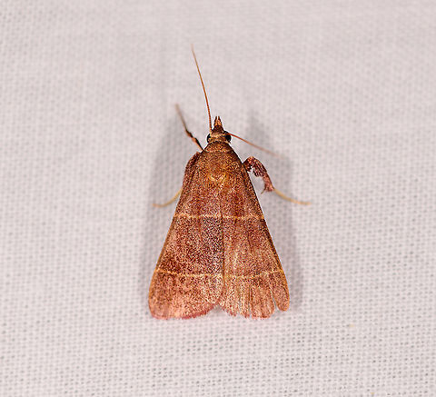 Parachma lequettealis, Ivoloina park, Madagascar Updated ID by Maik Bippus. Africa,Geotagged,Ivoloina park,Madagascar,Madagascar 2019,Parachma lequettealis,Winter,World