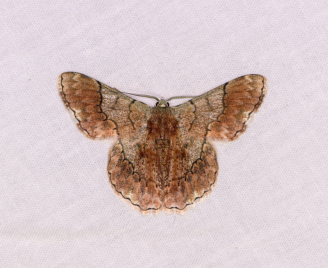 Pingasa grandidieri, Ivoloina park, Madagascar Exceptionally hairy for such a large moth. Africa,Geotagged,Ivoloina park,LepiLED,Madagascar,Madagascar 2019,Pingasa grandidieri,Winter,World