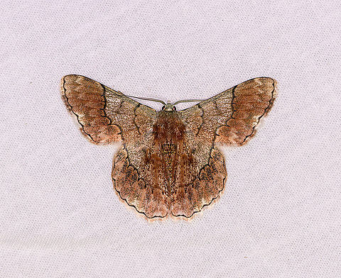 Pingasa grandidieri, Ivoloina park, Madagascar Exceptionally hairy for such a large moth. Africa,Geotagged,Ivoloina park,LepiLED,Madagascar,Madagascar 2019,Pingasa grandidieri,Winter,World