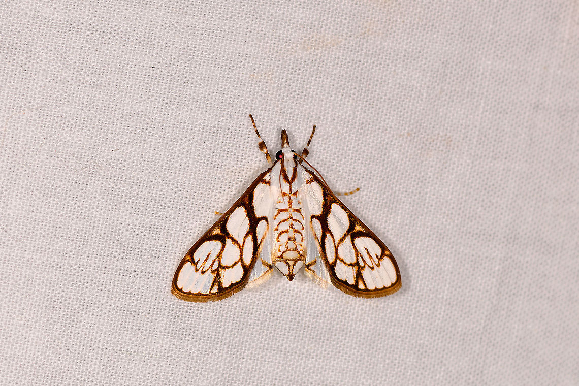 Cirrhochrista cygnalis, Ivoloina park, Madagascar  Africa,Cirrhochrista cygnalis,Crambidae,Geotagged,Ivoloina park,LepiLED,Madagascar,Madagascar 2019,Winter,World