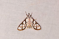 Cirrhochrista cygnalis, Ivoloina park, Madagascar  Africa,Cirrhochrista cygnalis,Crambidae,Geotagged,Ivoloina park,LepiLED,Madagascar,Madagascar 2019,Winter,World