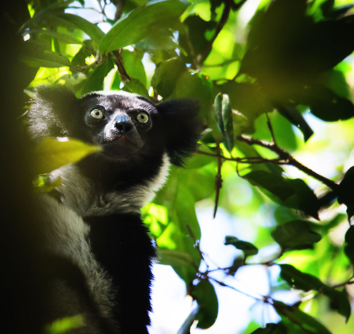 The king of lemurs Many of us know the ring-tailed Lemur, also known as "King Julien" to be the self-declared king of Madagascar. In my opinion though, the Indri Indri is the uncrowned king. As a true king, it does not accept to be enslaved, in captivity it goes on hunger strike and dies. And as a true king, it has a distinctive call, which you can hear in the video comment.<br />
<br />
We've spotted this king in the Andasibe forest, which is pretty much the only place on the planet where mortals like you and I can see it. Andasibe,Indri,Indri indri,Madagascar
