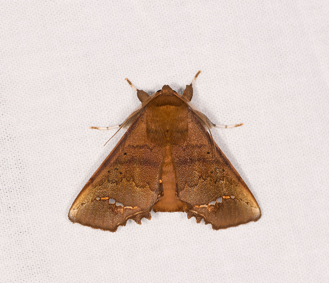 Episparis vitrea, Ivoloina park, Madagascar Presumed ID based on this earlier observation:<br />
<figure class="photo"><a href="https://www.jungledragon.com/image/86215/moth_with_clearwing_marks_andasibe_madagascar.html" title="Moth with clearwing marks, Andasibe, Madagascar"><img src="https://s3.amazonaws.com/media.jungledragon.com/images/2/86215_thumb.jpg?AWSAccessKeyId=05GMT0V3GWVNE7GGM1R2&Expires=1759968010&Signature=bMuqFquTO%2BxvsrBFJLQlT28hBRk%3D" width="200" height="150" alt="Moth with clearwing marks, Andasibe, Madagascar Gunda sp.? I have no idea. Africa,Andasibe,Episparis vitrea,Geotagged,LepiLED,Madagascar,Madagascar 2019,Winter,World" /></a></figure> Africa,Episparis vitrea,Geotagged,Ivoloina park,LepiLED,Madagascar,Madagascar 2019,Winter,World