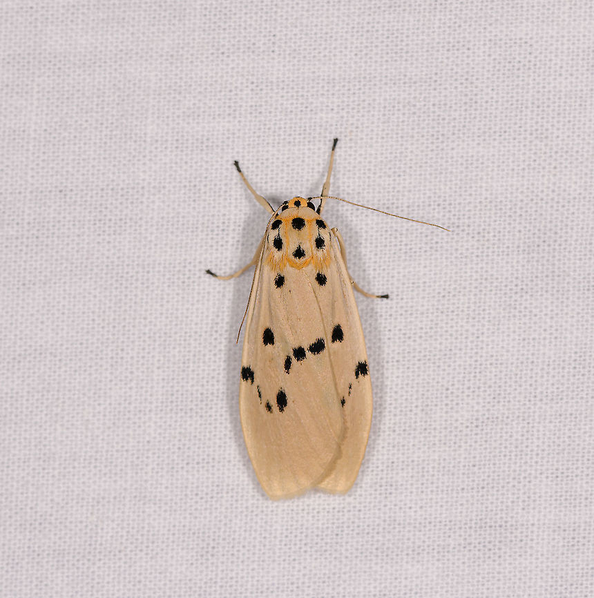 Eilema kingdoni\, Ivoloina park, Madagascar ID by Maik Bippus. Africa,Eilema kingdoni,Geotagged,Ivoloina park,LepiLED,Madagascar,Madagascar 2019,Winter,World