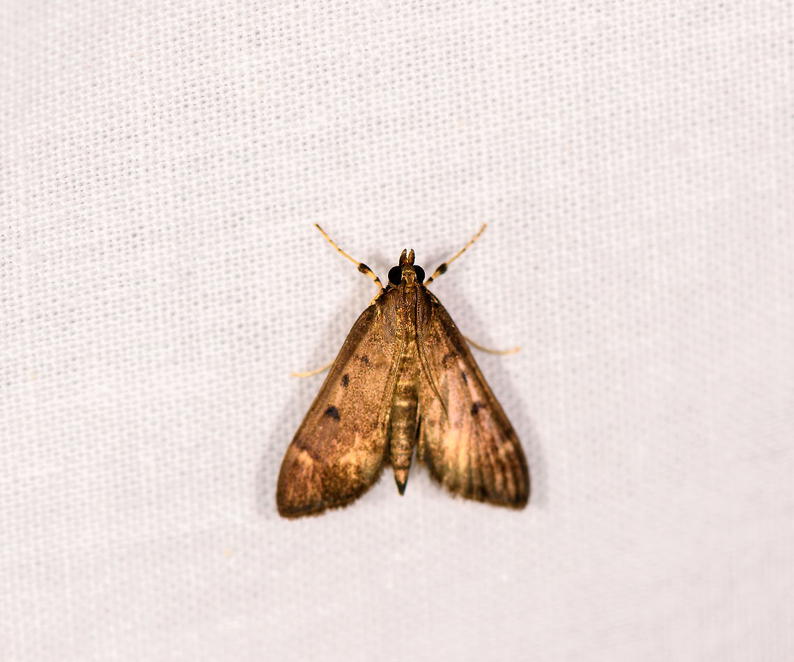 Small Crambidae moth, Ivoloina park, Madagascar Sorry for the poor photo, it&#039;s the only one I have of this species. Africa,Geotagged,Ivoloina park,LepiLED,Madagascar,Madagascar 2019,Winter,World