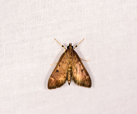 Small Crambidae moth, Ivoloina park, Madagascar Sorry for the poor photo, it's the only one I have of this species. Africa,Geotagged,Ivoloina park,LepiLED,Madagascar,Madagascar 2019,Winter,World