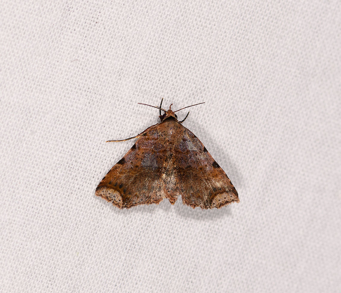 Maxera nova, Ivoloina park, Madagascar Possibly related to these other mysterious finds:<br />
<figure class="photo"><a href="https://www.jungledragon.com/image/86366/oily_moth_andasibe_madagascar.html" title="Oily moth, Andasibe, Madagascar"><img src="https://s3.amazonaws.com/media.jungledragon.com/images/2/86366_thumb.jpg?AWSAccessKeyId=05GMT0V3GWVNE7GGM1R2&Expires=1759968010&Signature=bfbC3R25URXHQeze8jo4BJqVQyI%3D" width="200" height="182" alt="Oily moth, Andasibe, Madagascar  Africa,Andasibe,Geotagged,LepiLED,Madagascar,Madagascar 2019,Winter,World" /></a></figure><br />
<figure class="photo"><a href="https://www.jungledragon.com/image/86364/orange-headed_moth_andasibe_madagascar.html" title="Orange-headed moth, Andasibe, Madagascar"><img src="https://s3.amazonaws.com/media.jungledragon.com/images/2/86364_thumb.jpg?AWSAccessKeyId=05GMT0V3GWVNE7GGM1R2&Expires=1759968010&Signature=vrYWT6BfYABFM7ZZMXrtBELPpzg%3D" width="200" height="200" alt="Orange-headed moth, Andasibe, Madagascar Hondrychis sp. Africa,Andasibe,Geotagged,LepiLED,Madagascar,Madagascar 2019,Winter,World" /></a></figure> Africa,Geotagged,Ivoloina park,LepiLED,Madagascar,Madagascar 2019,Maxera nova,Winter,World