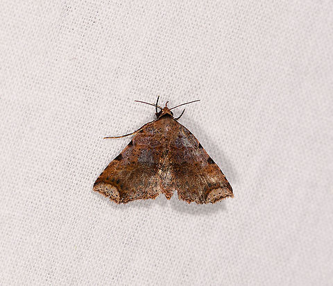 Maxera nova, Ivoloina park, Madagascar Possibly related to these other mysterious finds:
https://www.jungledragon.com/image/86366/oily_moth_andasibe_madagascar.html
https://www.jungledragon.com/image/86364/orange-headed_moth_andasibe_madagascar.html Africa,Geotagged,Ivoloina park,LepiLED,Madagascar,Madagascar 2019,Maxera nova,Winter,World