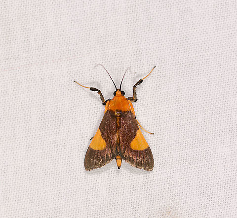 Ulopeza crocifrontalis, Ivoloina park, Madagascar  Africa,Geotagged,Ivoloina park,LepiLED,Madagascar,Madagascar 2019,Ulopeza crocifrontalis,Winter,World