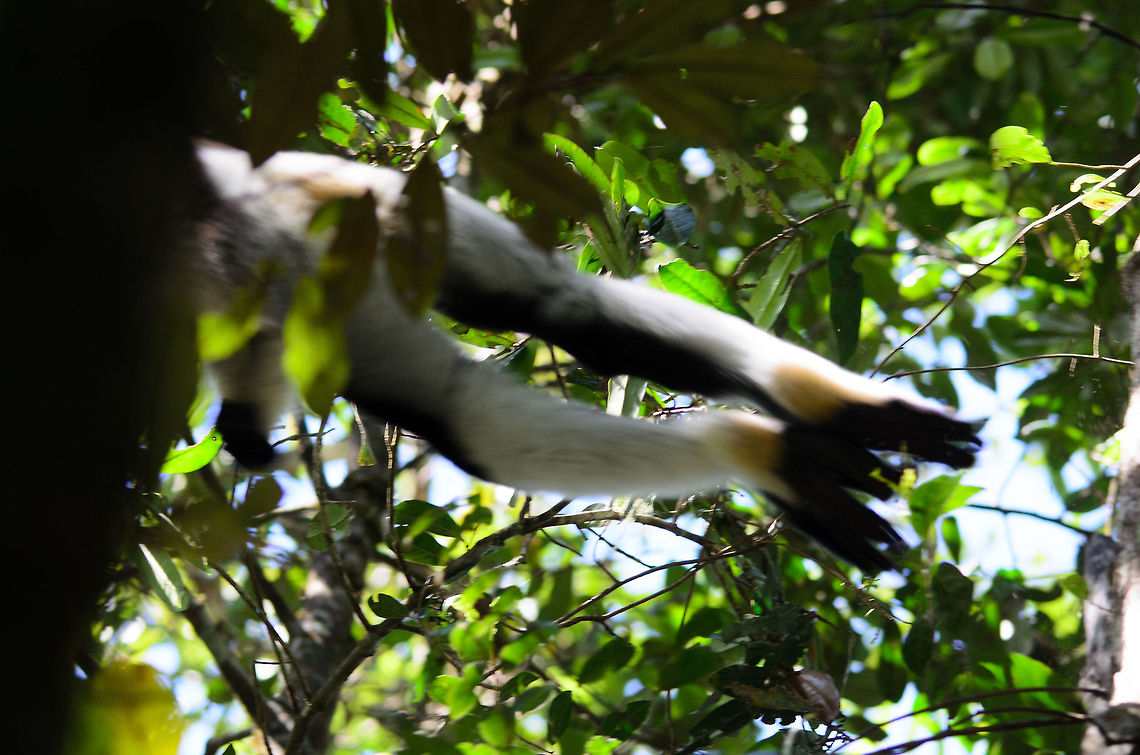 Indri leap This photo of course is a classic case of being too late. Yet, I wanted to share it anyway for educational purposes. These are the very long legs of an Indri, together with the diademed sifaka the largest kind of lemur, used to propel itself from trunk to trunk. When it comes to leaping, scientists distinguish between horizontal leapers and vertical leapers. The Indri is a vertical leaper. It does not mean it only jumps up, it means it keeps its upper body upright during leaping. Andasibe,Indri,Indri indri,Madagascar
