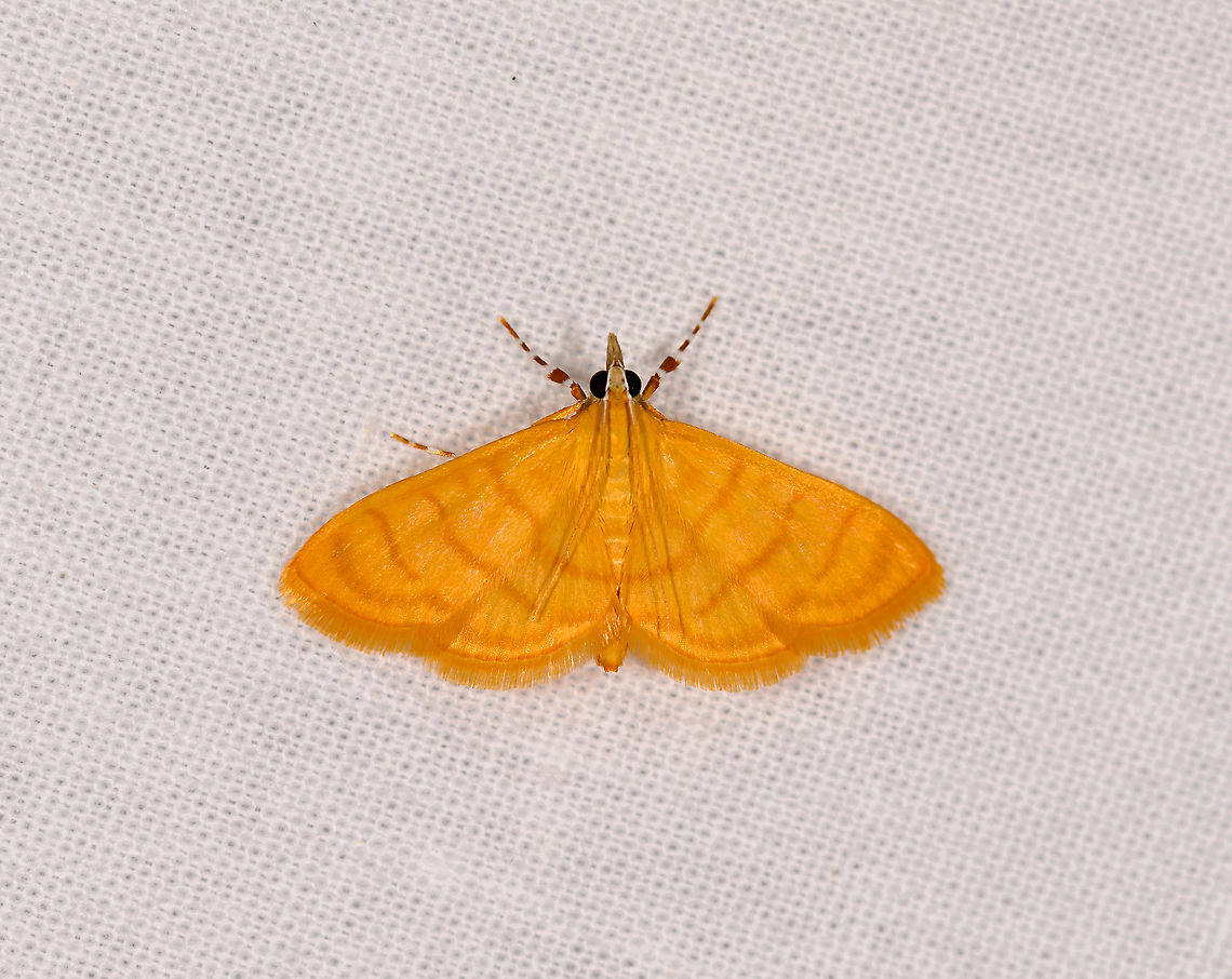 Pagyda sounalis, Ivoloina park, Madagascar  Africa,Geotagged,Ivoloina park,LepiLED,Madagascar,Madagascar 2019,Pagyda sounalis,Winter,World