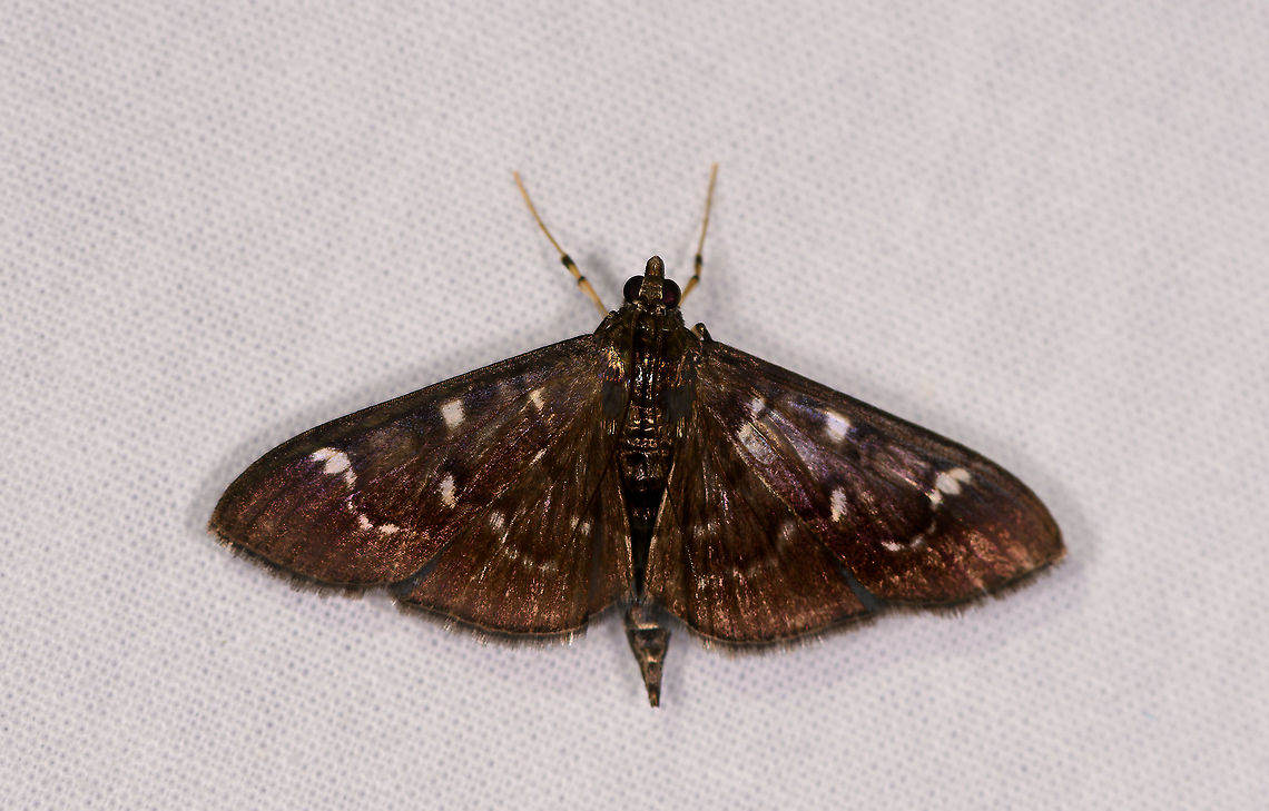 Syllepte orbiferalis, Ivoloina park, Madagascar Tentative ID, the closest match I can find in the genus. Africa,Geotagged,Ivoloina park,LepiLED,Madagascar,Madagascar 2019,Syllepte orbiferalis,Winter,World