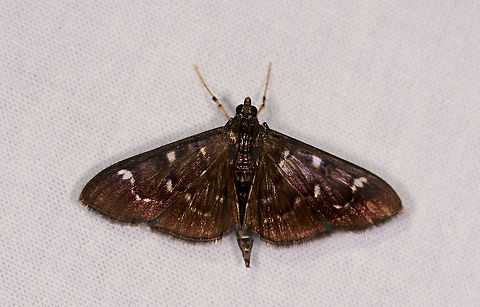 Syllepte orbiferalis, Ivoloina park, Madagascar Tentative ID, the closest match I can find in the genus. Africa,Geotagged,Ivoloina park,LepiLED,Madagascar,Madagascar 2019,Syllepte orbiferalis,Winter,World