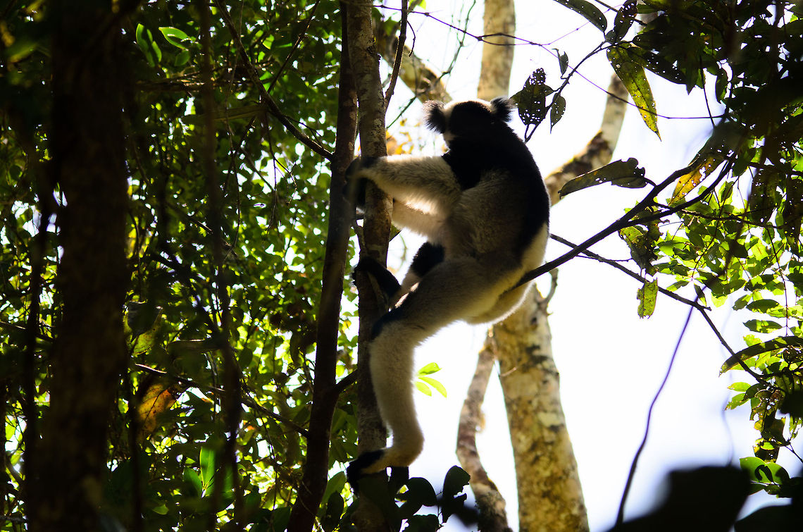 A leggy Indri This silhouette-style photo (not intentional, just suffering from backlight) clearly shows the very long legs of an Indri compared to its body length. They legs are used to launch them from tree to tree over large distances. <br />
<br />
In the Andasibe forest, they're only slightly shy, so you do have a good chance of capturing them. Still, once they leave, they are out of sight in seconds. Andasibe,Indri,Indri indri,Madagascar