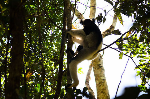 A leggy Indri This silhouette-style photo (not intentional, just suffering from backlight) clearly shows the very long legs of an Indri compared to its body length. They legs are used to launch them from tree to tree over large distances. 

In the Andasibe forest, they're only slightly shy, so you do have a good chance of capturing them. Still, once they leave, they are out of sight in seconds. Andasibe,Indri,Indri indri,Madagascar