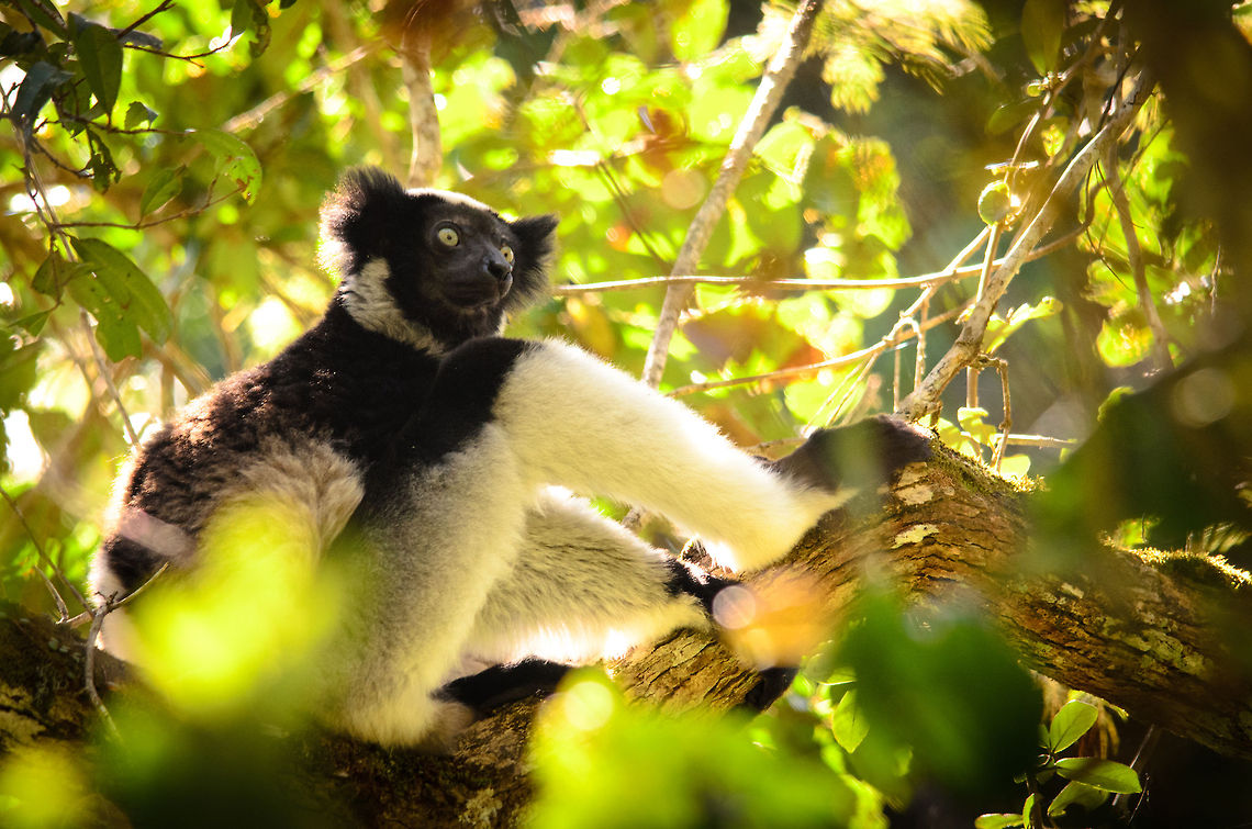 Finally, an Indri at ease Capturing an Indri in a nice position isn't easy. They tend to move a lot and the environment they live in has thick vegetation to block your view. If not that, it is the lack of light, or too much backlight ruining your photography. Every once in a while though, one may get lucky and they rest for a minute in the same place, like here.<br />
<br />
As for movement, females move more because they are more selective in the leaves they eat. Other than for food, Indris also regularly move as high to the tree tops as possible, so that their very loud call have the best range, up to several kms of reach. Andasibe,Indri,Indri indri,Madagascar