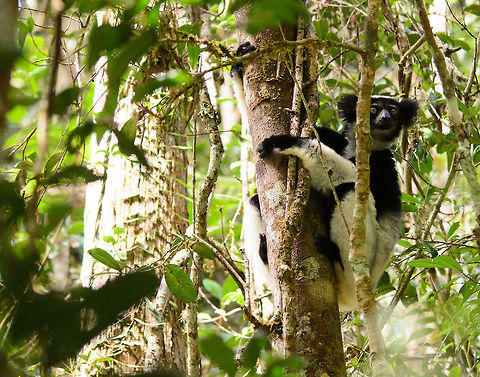 Indri near ground level in Andasibe It is exceptional for Indris to come this low to the ground, especially with humans around. I guess this one was too curious.  Andasibe,Indri,Indri indri,Madagascar