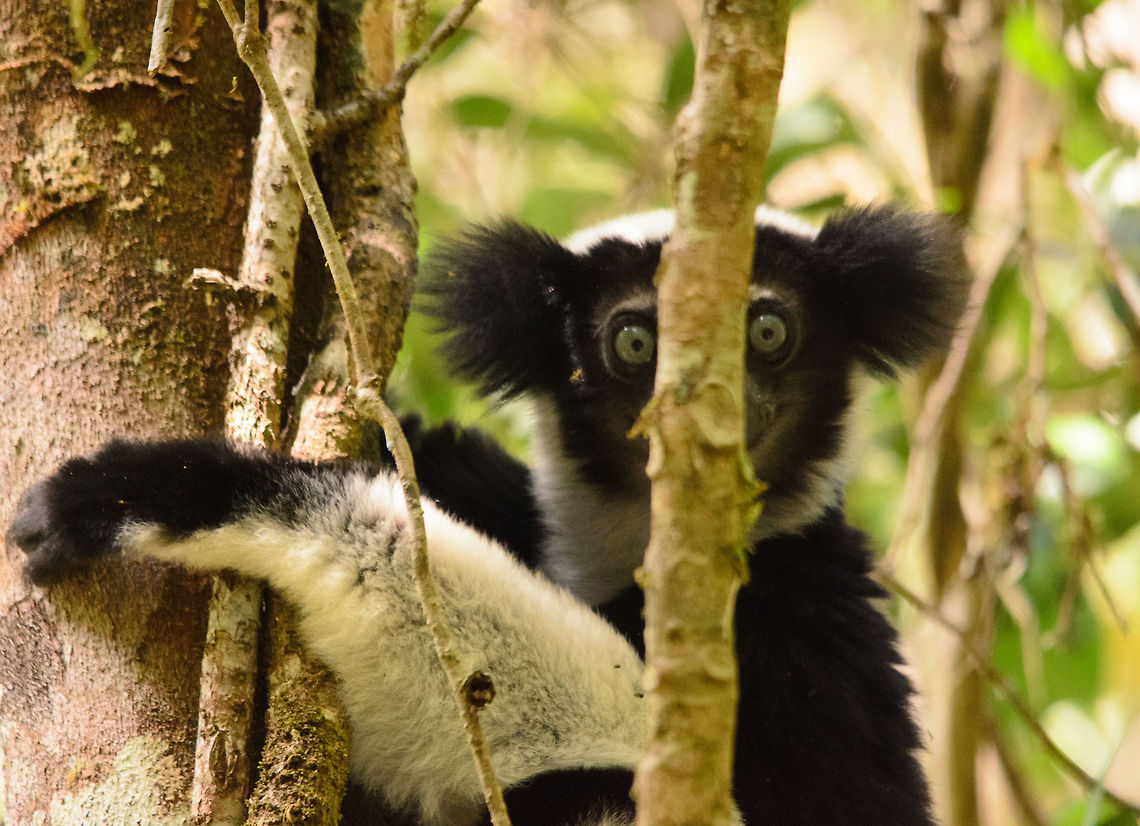 Indri camouflage I know what you&#039;re thinking...what is so special about this thin trunk? Hard to believe, but if you look closely, you may discover an Indri in this photo. Vote up if you see it :) Andasibe,Indri,Indri indri,Madagascar