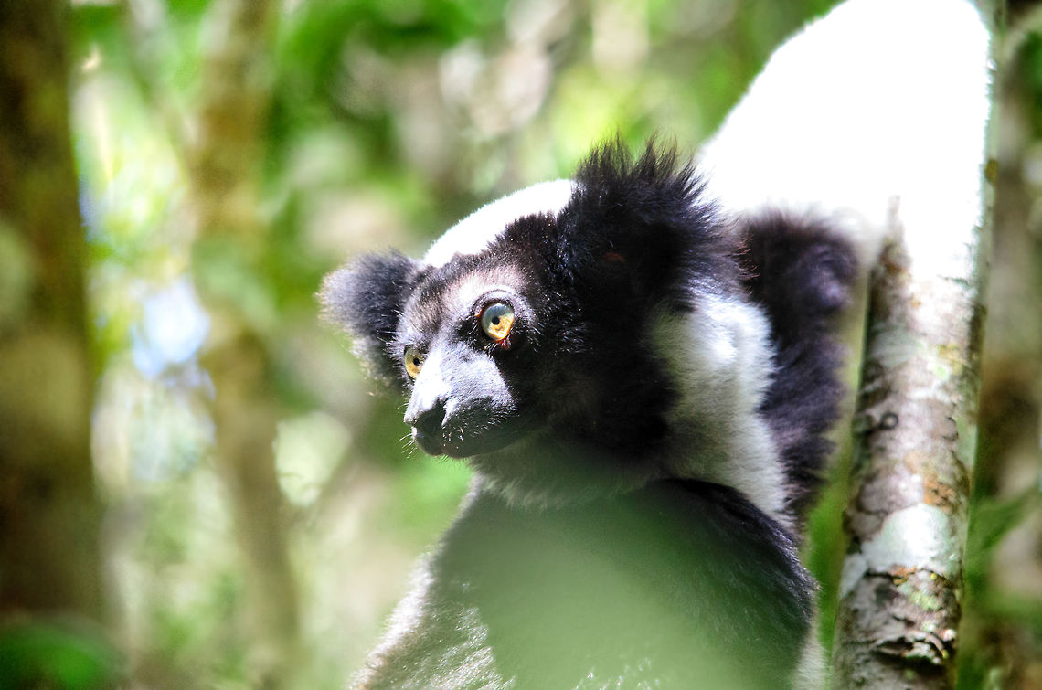 The Indri Indri, up close and personal If you&#039;d ask us why we spend a fortune travelling the world, spending our holidays in primitive and exhausting conditions, it is this. A personal meeting with an extraordinary and rare animal in its natural habitat. A photo cannot explain the moment, but it moves us unlike anything else. You&#039;ll forget that you&#039;re sweaty, tired from carrying gear and sleeping poorly, cogwebbed in your face and stung all over. Because you have met the Indri, and he has met you. And nobody will ever take away that moment from you.<br />
<br />
Welcome to Madagascar, a place of magic.  Andasibe,Indri,Indri indri,Madagascar