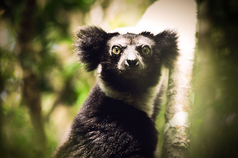 The Indri, ruler of the Andasibe forest At least that is what his look suggests :) In reality though, the true king of the forest is the fossa, a cat-like predator that has a strong interest in lemurs like the Indri.  Andasibe,Indri,Indri indri,Madagascar