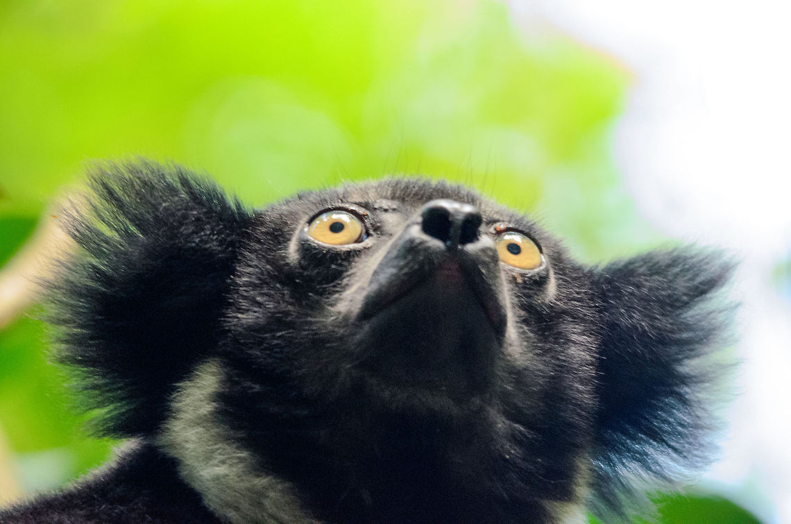 Indri on the lookout This is as close as it gets for our not so shy Indri in the Andasibe forest of Madagascar.  Andasibe,Indri,Indri indri,Madagascar