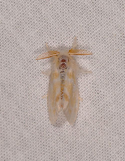 Euproctis sp.?, Ivoloina park, Madagascar Very small, this is a huge crop. Euproctis sp. is a first wild guess. Africa,Geotagged,Ivoloina park,LepiLED,Madagascar,Madagascar 2019,Winter,World