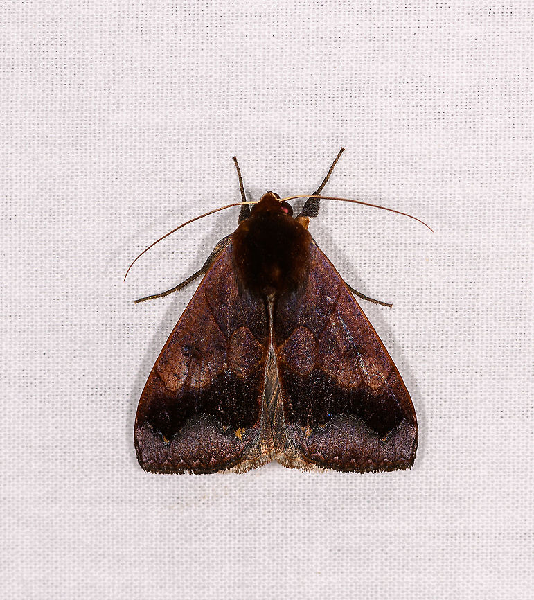 Noctuoidae, Ivoloina park,Madagascar  Africa,Geotagged,Ivoloina park,LepiLED,Madagascar,Madagascar 2019,Winter,World