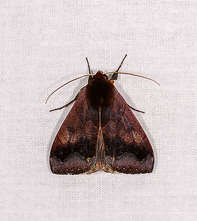 Noctuoidae, Ivoloina park,Madagascar  Africa,Geotagged,Ivoloina park,LepiLED,Madagascar,Madagascar 2019,Winter,World